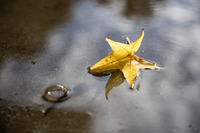 Leaf_in_puddle