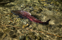 Fall_Salmon_Run