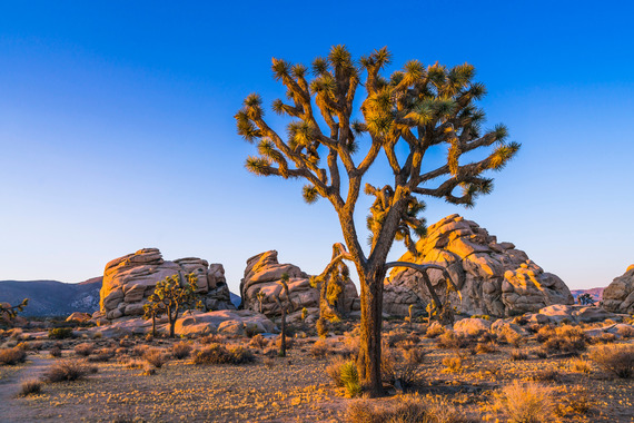 One large western Joshua tree in the foreground. Several Joshua trees and large boulders in the background. It is sunset in the desert.
