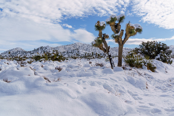 Western Joshua trees in the snow