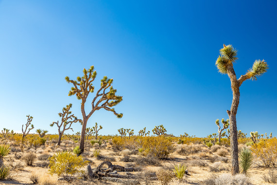 Western Joshua trees in the daytime