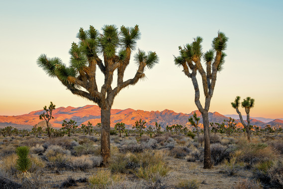 Joshua Tree Landscape at Sunset