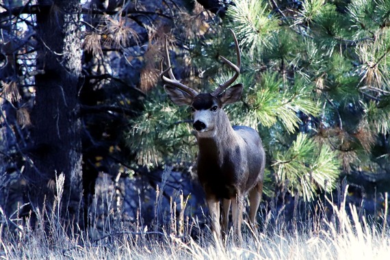 Cuyamaca Rancho State Park  A mule deer buck giving me the stink eye