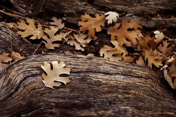 Cuyamaca Rancho State Park Fallen black oak leaves.