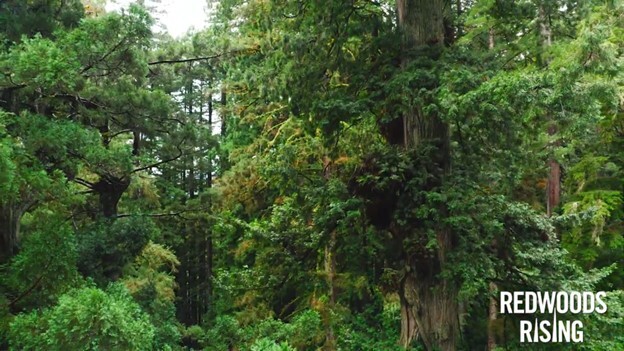 Redwoods Rising Video California State Parks Save the Redwoods League