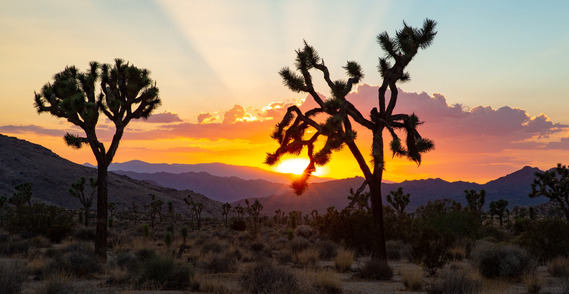 Western Joshua trees at sunset