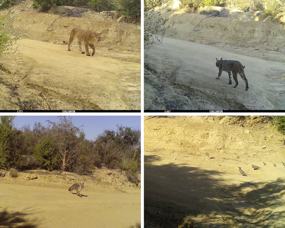 Chino Hills SP trail cam