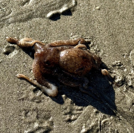 San Elijo State Beach Octopus Crawl Tidepool