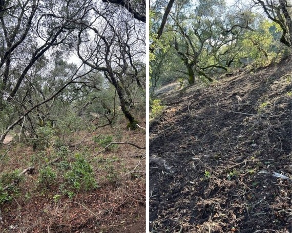 Mt. Diablo State Park Vegetation Reduction Project BurnBot