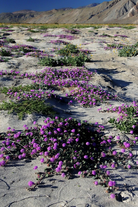 Sand verbena