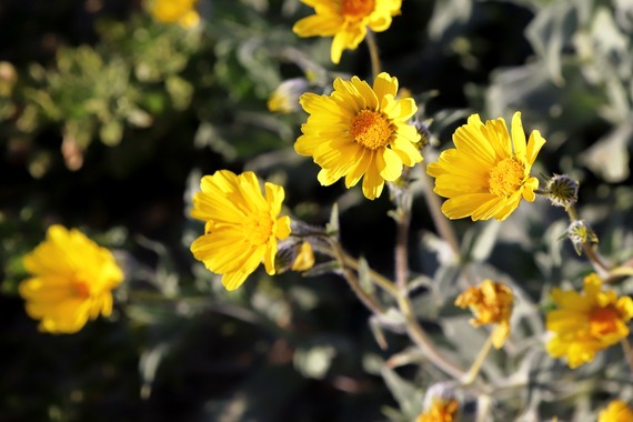 Desert sunflowers