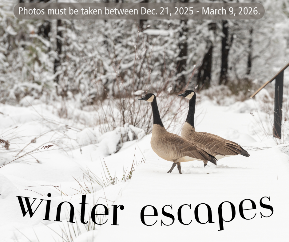 Winter contest graphic 2