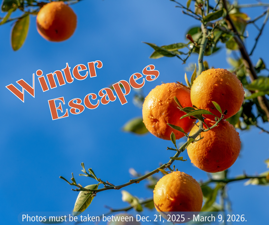 Winter Contest graphic 3
