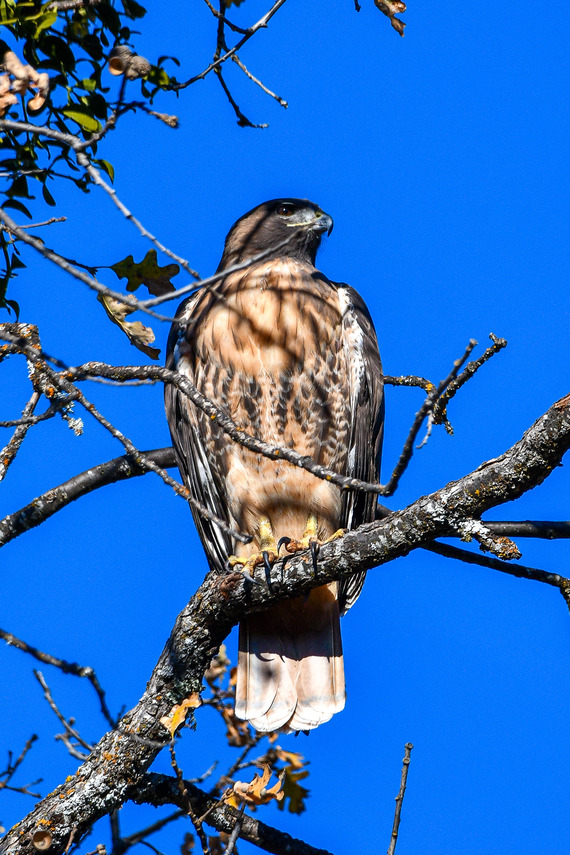 Indian Grinding Rock SHP_Red-tailed Hawk