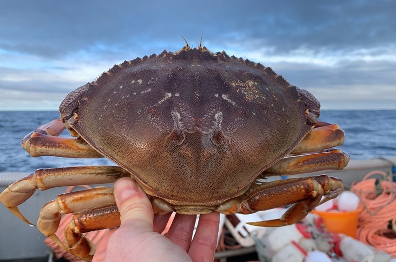 Close-up photo of a Dungeness crab held aboard a fishing vessel.