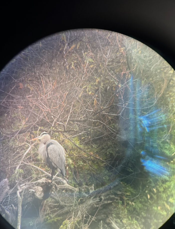 Delta Meadows Park Property (great blue heron)