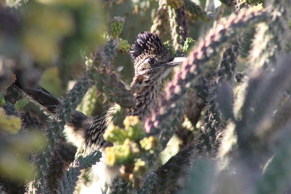 Saddleback Butte State Park Roadrunner Cactus Garden