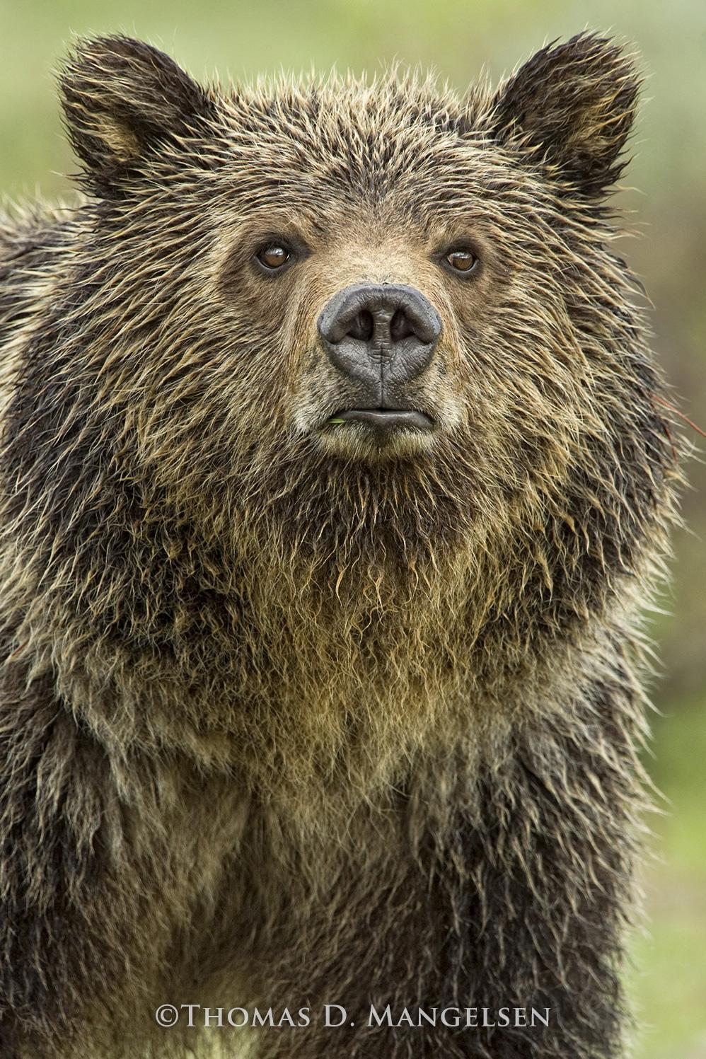 Image of a Bear