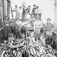 Historic image of salmon cannery in the CA Delta