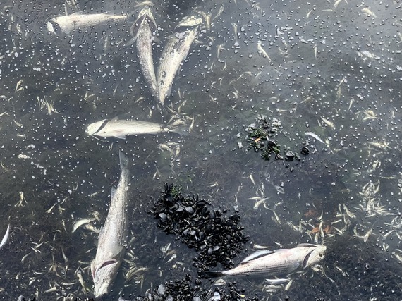 Fish die off at Lake Merritt