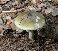 Death Cap Mushroom