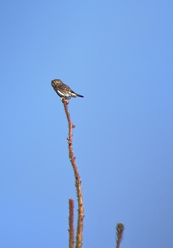 Pygmy owl