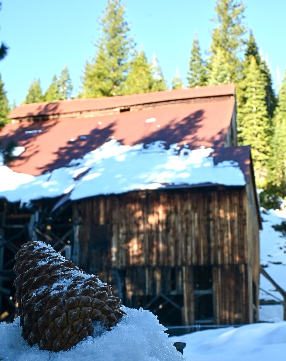 Plumas-Eureka State Park  A fallen pine cone in front of Mohawk Stamp Mill.