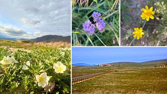 Wildflowers