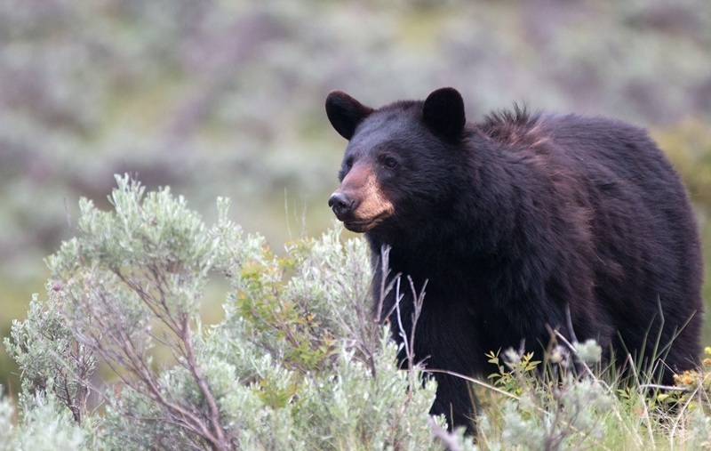 A black bear looks over the wild landscape
