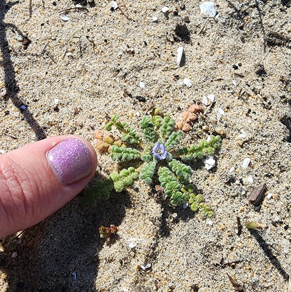 Silver Strand State Beach  Star phacelia phacelia stellaris