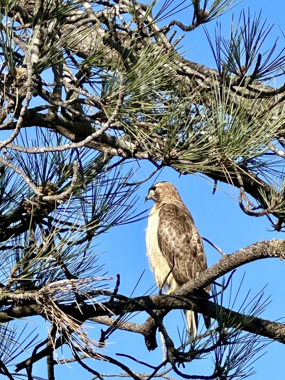 Torrey Pines SNR_red-tailed hawk