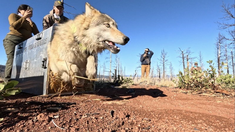 CDFW Captures and Collars 5 Gray Wolves in Northern California