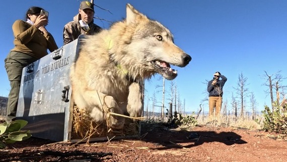 A female gray wolf is released from a metal crate after being captured and collared.