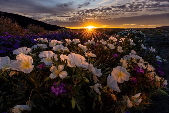 Anza-Borrego Desert SP wildflowers