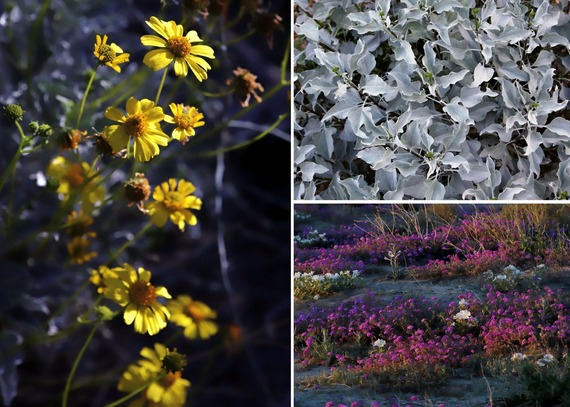 Anza-Borrego Desert State Park Brittlebush Flowers Leaves Sand Verbena Dune Evening Primrose Sunrise