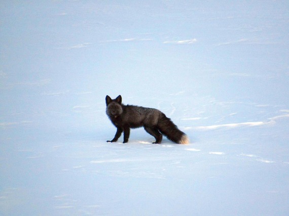Sierra Nevada Red Fox in the snow