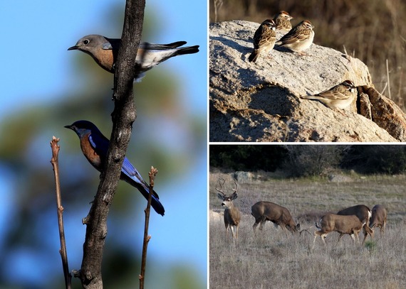 Cuyamaca Rancho State Park Wildlife Western bluebirds lark sparrows mule deer