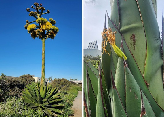 Tijuana Estuary Visitors Center Shaw’s Agave Bloom