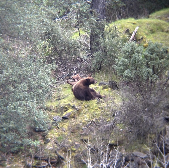 Auburn State Recreation Area  mama bear cub soaking up afternoon sun