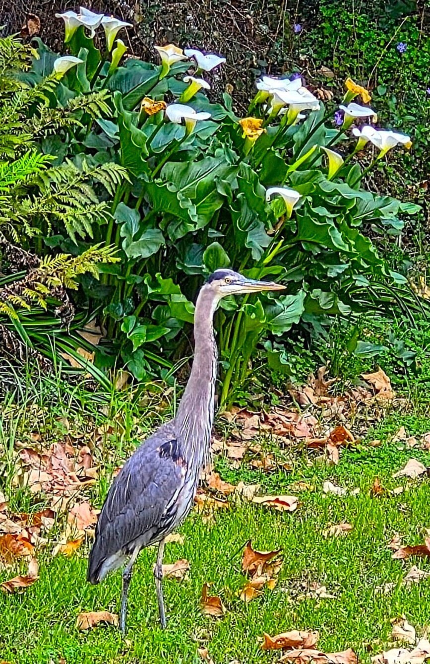 Andrew Molera State Park Blue Heron