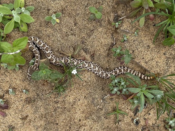 Torrey Pines SNR_Pacific rattlesnake