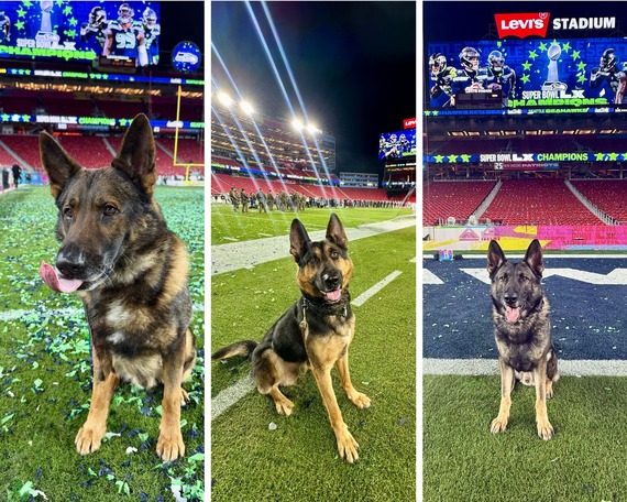 Three K-9s at the Super Bowl