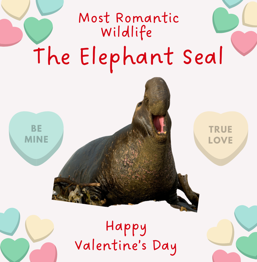 blog elephant seal