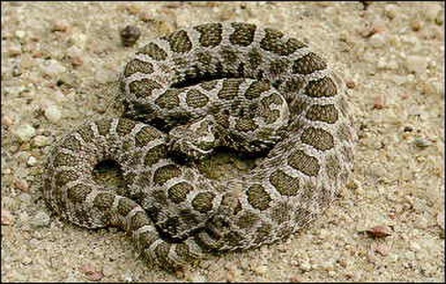 Rattlesnake