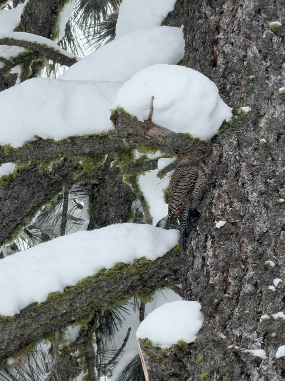 Northern flicker at Donner Memorial SP