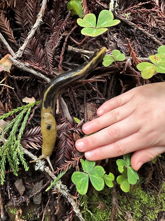 Banana slug at Armstrong Redwoods SNR