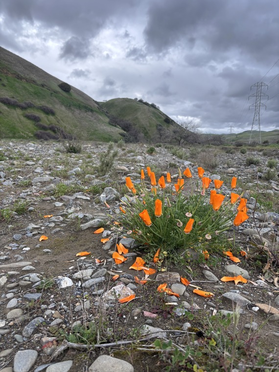 Carnegie SVRA poppies