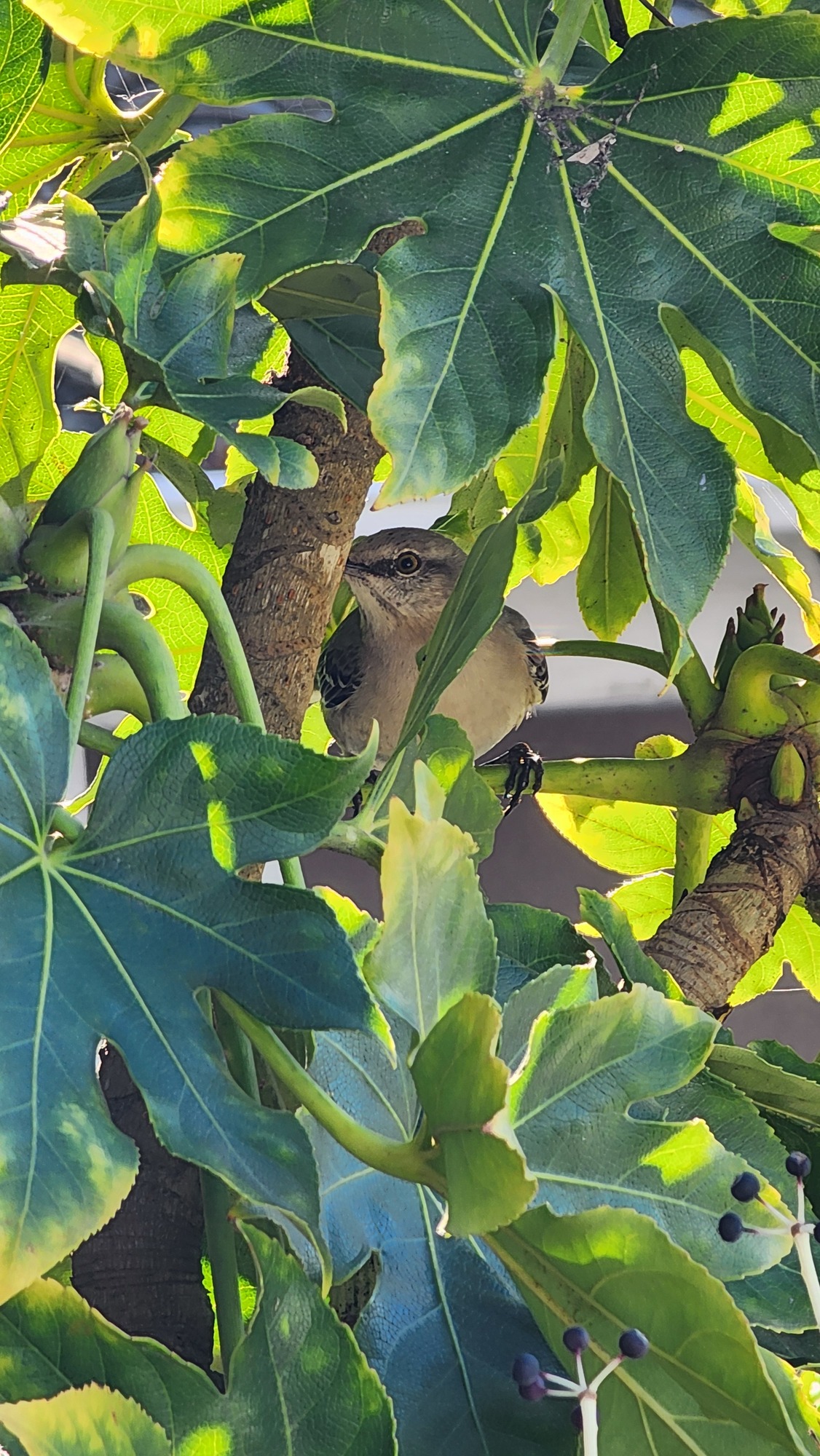 Mockingbird