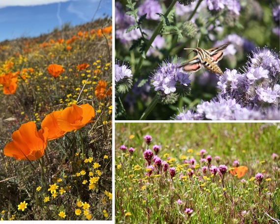 Antelope Valley California Poppy Reserve collage