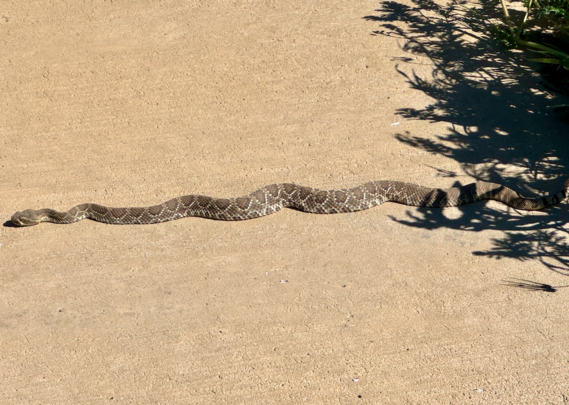 Rattlesnake at Antelope Valley CA poppy Reserve